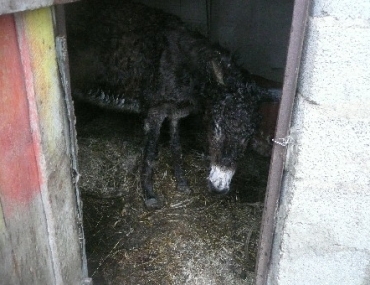 Neglected donkey