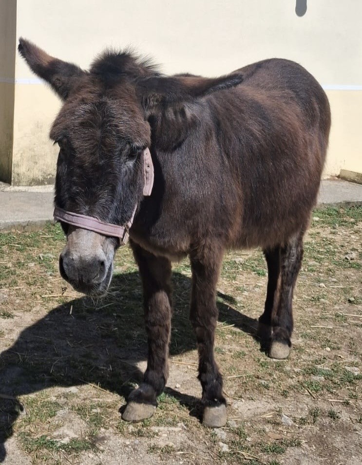 Dora